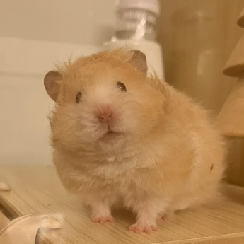 宠物鼠